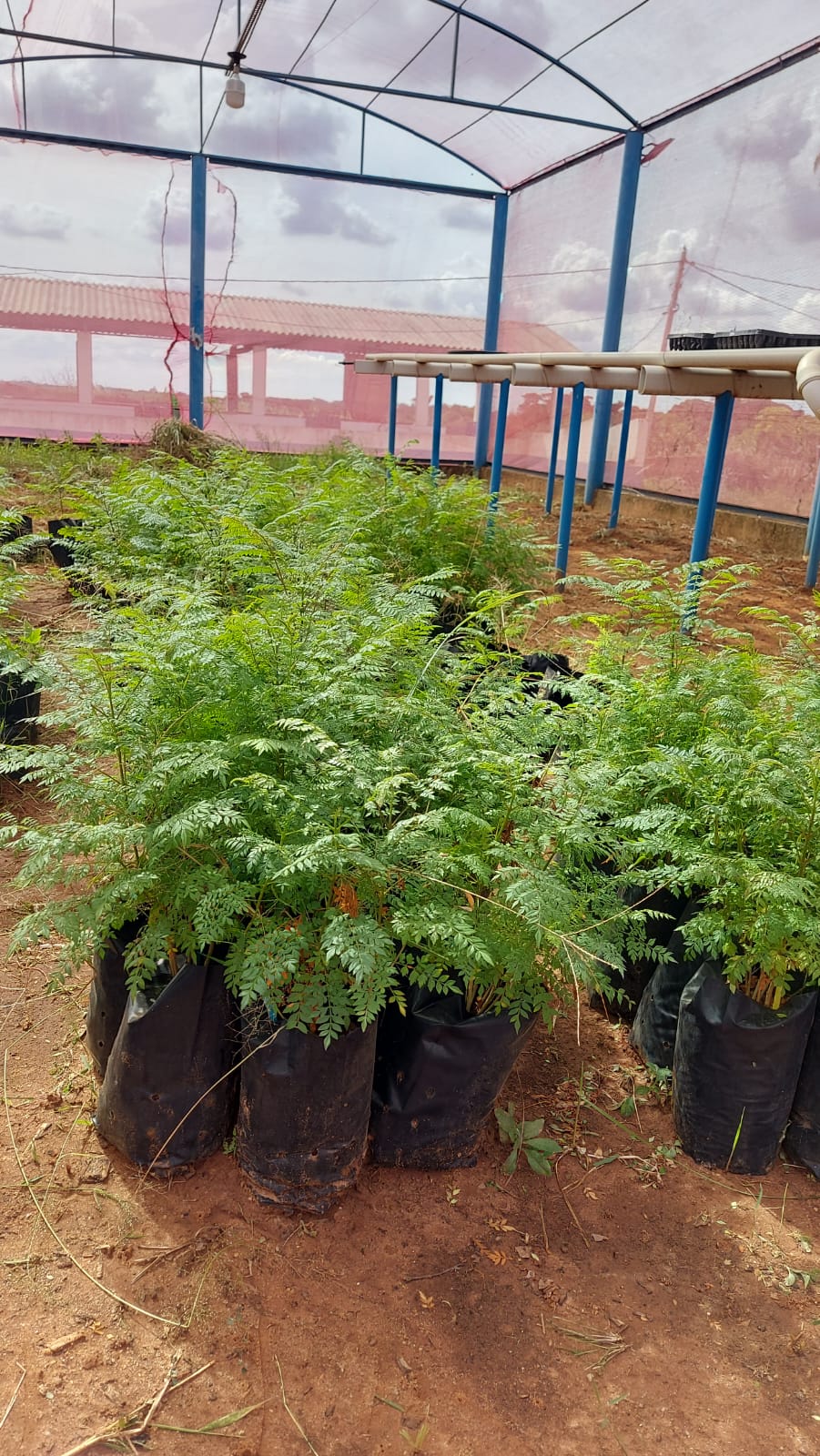 Doação de 140 Mudas de Jacarandá-Mimoso Beneficia Consórcio Ribeirão Lajeado